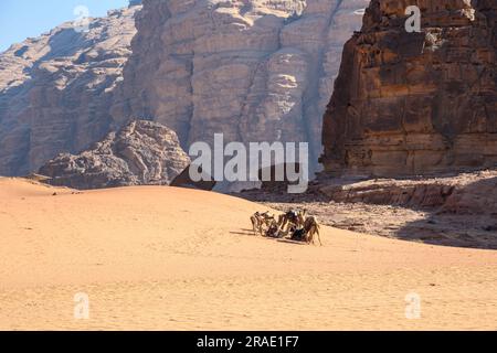 Wadi Rum, Giordania - 19 dicembre 2022: La carovana di cammelli riposa tra le maestose rocce delle sabbie del Wadi Rum in Giordania. Foto Stock