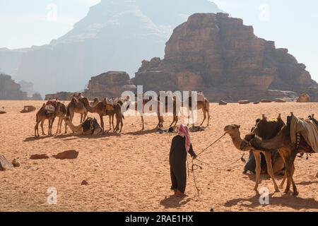 Wadi Rum, Giordania - 19 dicembre 2022: La carovana di cammelli riposa tra le maestose rocce delle sabbie del Wadi Rum in Giordania. Foto Stock