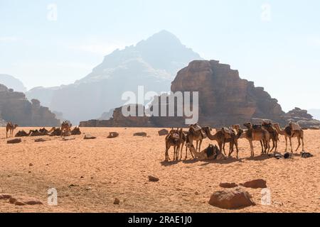 Wadi Rum, Giordania - 19 dicembre 2022: La carovana di cammelli riposa tra le maestose rocce delle sabbie del Wadi Rum in Giordania. Foto Stock