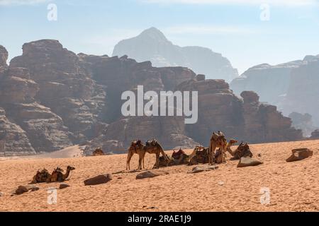 Wadi Rum, Giordania - 19 dicembre 2022: La carovana di cammelli riposa tra le maestose rocce delle sabbie del Wadi Rum in Giordania. Foto Stock