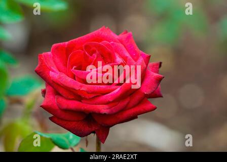 Joanne Poole Rose Garden Centenary Rose Park del governo a Vijayanagaram a Ooty Udhagamandalam, Nilgiris, Tamil Nadu, India meridionale Foto Stock