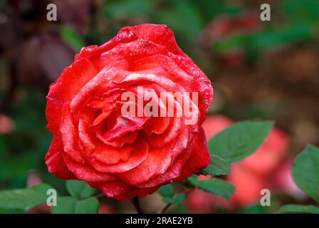 Fiore di rose satelite Parco delle rose del Centenario del Giardino delle rose del governo a Vijayanagaram a Ooty Udhagamandalam, Nilgiris, Tamil Nadu, India meridionale Foto Stock