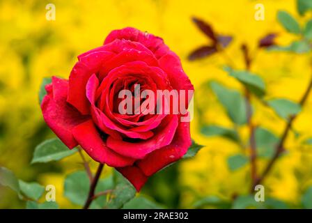 Joanne Poole Rose Garden Centenary Rose Park del governo a Vijayanagaram a Ooty Udhagamandalam, Nilgiris, Tamil Nadu, India meridionale Foto Stock