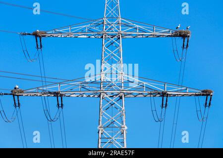 Cicogna bianca (Ciconia ciconia), su palo elettrico, linea aerea, allevamento, Germania Foto Stock