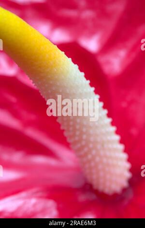 Anthurium (elenco delle specie di Anthurium) Foto Stock