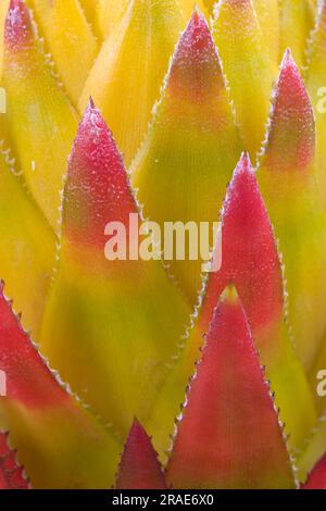 Bromeliade (Aechmea biflora biflora biflora) Foto Stock