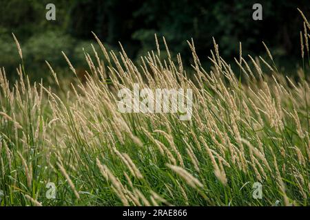 Grasses, Colonia, Germania. Graeser, Koeln, Deutschland. Foto Stock