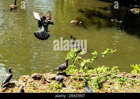 Anatre e uccelli sul lago nelle calde giornate a Kent, Regno Unito Foto Stock