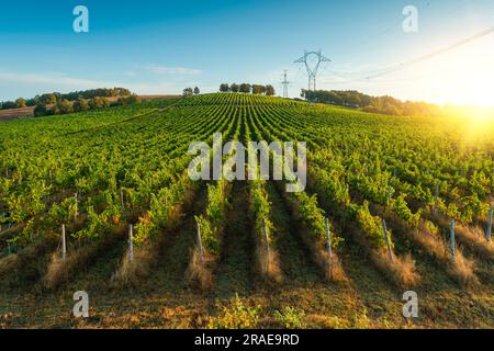 Vigneto campi agricoli in campagna, bellissimo paesaggio aereo durante l'alba. Foto Stock