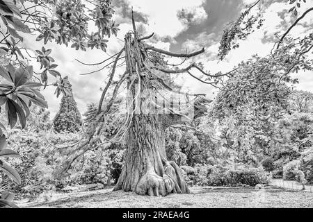 Un'immagine in bianco e nero di una tempesta che ha danneggiato l'albero di Redwood gigante che cerca di recuperare Foto Stock