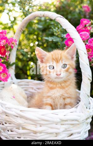 il simpatico gattino rosso con grandi occhi blu si trova in un cestino di vimini tra rose rosa, guarda nella cornice. L'infanzia del gatto, belle cartoline, l'armonia del natu Foto Stock