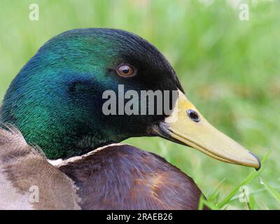 Mallard (Anas platyrhynchos), drake, Lateral (laterale), profile (profilo) Foto Stock