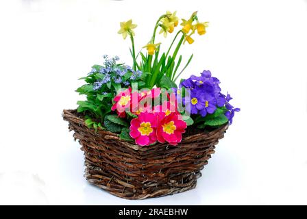 Cestino con fiori primaverili, primosi, narcisi, scordami Foto Stock