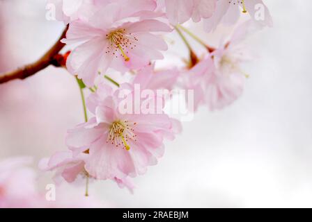 Ciliegia giapponese (Prunus sargentii) Foto Stock