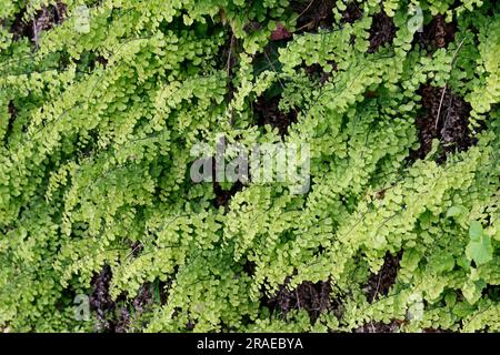 Frauenhaar-Farn, Echter Frauenhaar-Farn, Frauenhaarfarn, Venus-Haar, Venushaar, Venushaar-Farn, Gewöhnlicher Frauenhaarfarn, Venushaarfarn, Adiantum c Foto Stock