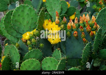 Piante di cactus verdi con bellissimi fiori gialli. api alla ricerca di dolce nettare all'interno dei fiori Foto Stock