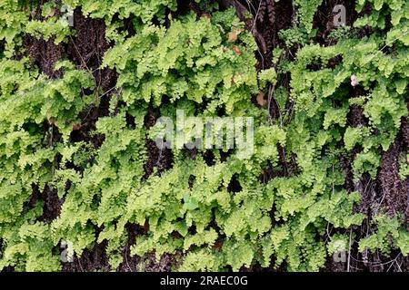 Frauenhaar-Farn, Echter Frauenhaar-Farn, Frauenhaarfarn, Venus-Haar, Venushaar, Venushaar-Farn, Gewöhnlicher Frauenhaarfarn, Venushaarfarn, Adiantum c Foto Stock