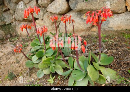 Orecchie di maiale (Cotyledon orbiculata), Navel Wort a foglia tonda Foto Stock