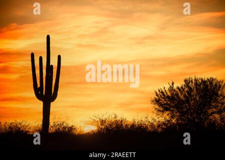 Il sole tramonta sul deserto sotto un cielo uniforme con un cactus saguaro in primo piano. Foto Stock