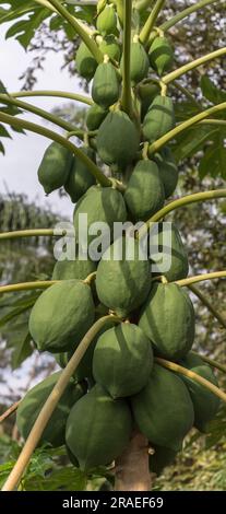 Vista dettagliata di un mucchio di papaya, un frutto tropicale crudo ancora sull'albero, in Angola, Africa... Foto Stock