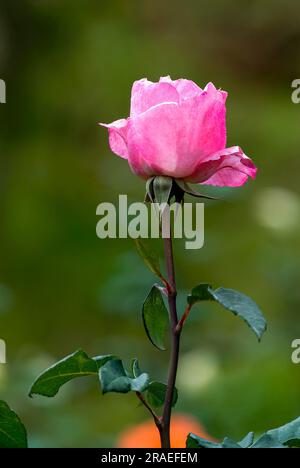 Makunn Harkness Rose Flower Government Rose Garden Centenary Rose Park a Vijayanagaram a Ooty Udhagamandalam, Nilgiris, Tamil Nadu, India meridionale Foto Stock