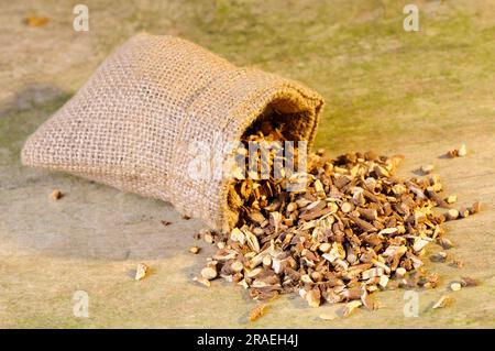 Radice di orecchio di coniglio cinese (Bupleuri Radix), Chai Hu Foto Stock