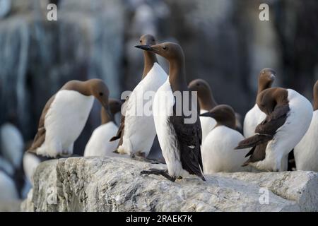 Guillemots sulle isole farne Foto Stock