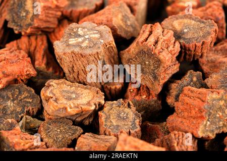 Radice di salvia con radici rosse (Salviae miltiorrhizae Radix), Dan Shen Foto Stock