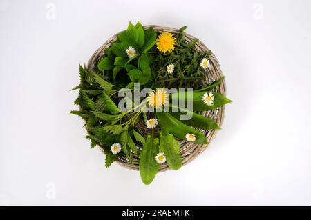 Varie erbe primaverili, tarassaco, erba, aglio selvatico, sorrel Foto Stock