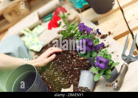 Mani donna irriconoscibili che reggono la begonya di fiori rossi della piantina . Fioretti appena piantati nel giardino. Giardiniere in grembiule che piantano fiori. Foto Stock