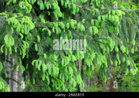 Abete rosso norvegese (Picea abies), cime fresche Foto Stock