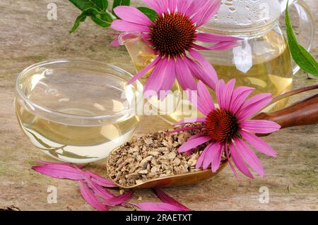 Tazza di tè rosso (Echinacea purpurea), tè di girasole Foto Stock