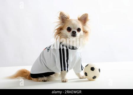 Chihuahua, a pelo lungo, con calcio, maglietta da calcio tedesca, abbigliamento per cani Foto Stock