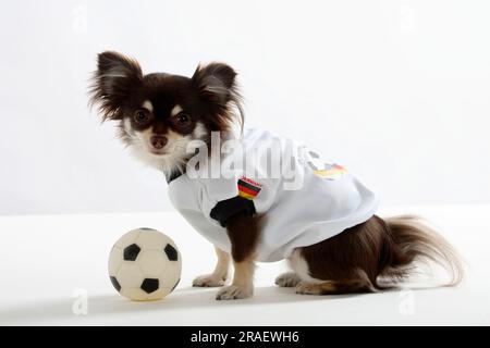 Chihuahua, a pelo lungo, con calcio, maglietta da calcio tedesca, abbigliamento per cani, lateralmente Foto Stock