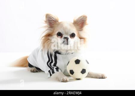 Chihuahua, a pelo lungo, con calcio, maglietta da calcio tedesca, abbigliamento per cani Foto Stock