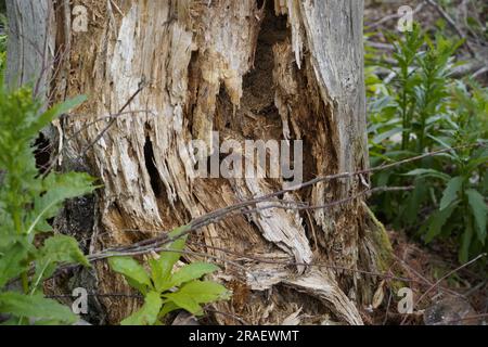 il legno marcio lasciato nella foresta è un terreno di riproduzione sia per insetti buoni che cattivi Foto Stock