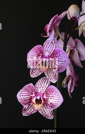 Fiori di orchidea di falena viola phalaenopsis isolato su sfondo scuro Foto Stock