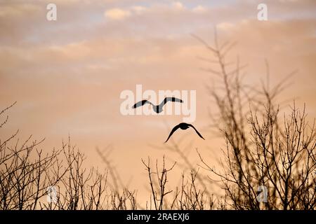 Oche in silhouette a volo Foto Stock