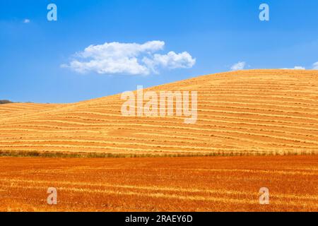 Idyllic summer scene: vast plains and bountiful grain crops Foto Stock