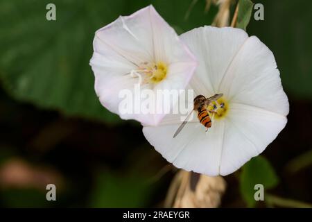 Hoverfly Episypphus balteatus, su calystegia soldanella, vespa come volant-fly gialla e nera con grandi occhi su fiori rosa e bianco Foto Stock