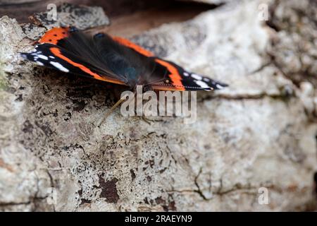 Farfalla ammiraglio rosso Vannesa atalanta, tomaia nera con bande rosse e macchie bianche sotto le ali marmorizzate grigio fumo 60 mm, solarium nella stagione estiva del regno unito Foto Stock