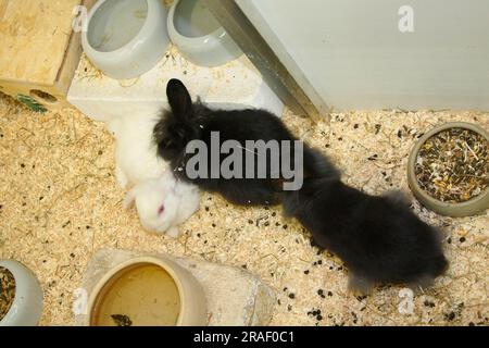 Conigli per animali domestici nel negozio di animali domestici Foto Stock