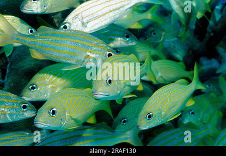 Grugne francesi (Haemulon flavolineatum) e grugne di Smallmouth (Haemulon chrysargyreum), Guadalupa, piccole Antille Foto Stock