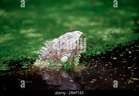 Iguana verde (iguana iguana), parco nazionale Washington Slagbaai, Bonaire, Antille olandesi Foto Stock