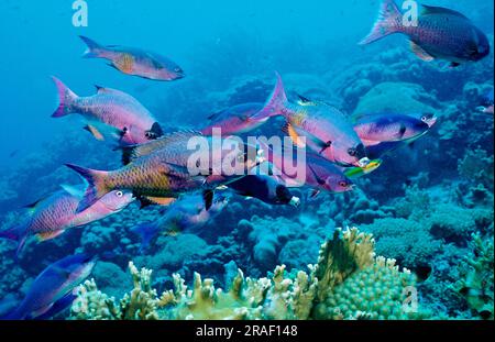 Melassa creola, Bonaire, Antille olandesi (Clepticus parrai) Foto Stock