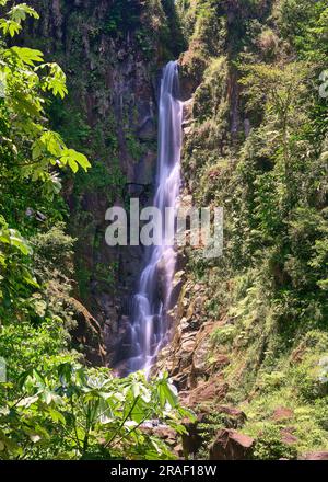 Circondato da lussureggianti piante verdi, Papa Falls è una delle due cascate Trafalgar nell'isola caraibica di Dominica. Foto Stock