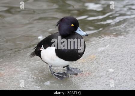 Anatra ciuffata (Aythya fuligula), drake su ghiaccio, riprendibile, Germania Foto Stock