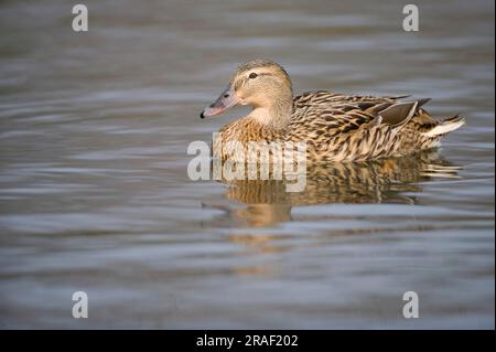 Il germano reale (Anas platyrhynchos), femmina, Bassa Sassonia, Germania Foto Stock