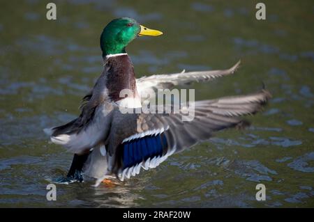 Mallard (Anas platyrhynchos), laterale, drake, ali battenti, bassa Sassonia, Germania Foto Stock