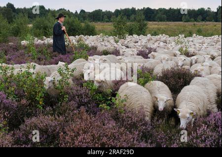 Pastore con gregge di pecore, Moorschnucke, pecora della brughiera bianca Heidschnucke, Rehdener Geestmoor, Diepholzer Moorniederung, bassa Sassonia Foto Stock